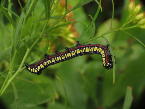 Image of Brown-bordered Cucullia