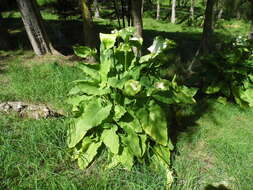 Image of calla lily