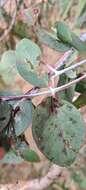 Image of Eucalyptus nortonii (Blakely) L. A. S. Johnson