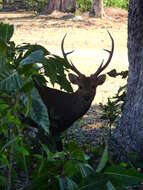 Image of Calamian deer