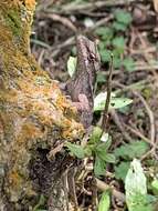 Image of Chiapas Ornate Anole