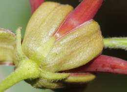 Image of mahogany milkweed