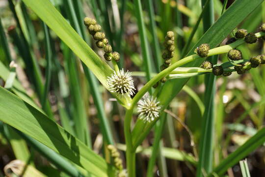 Image de Sparganium erectum subsp. neglectum (Beeby) K. Richt.