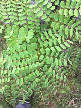 صورة Caesalpinia hildebrandtii (Vatke) Baill.