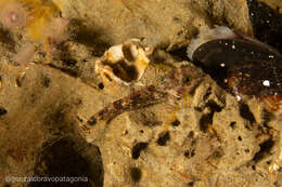 Image of Cunningham&#39;s triplefin