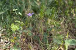 Imagem de Malva punctata (All.) Alef.