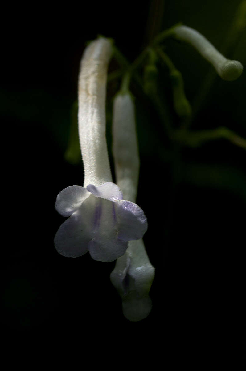 Sivun Streptocarpus solenanthus Mansf. kuva