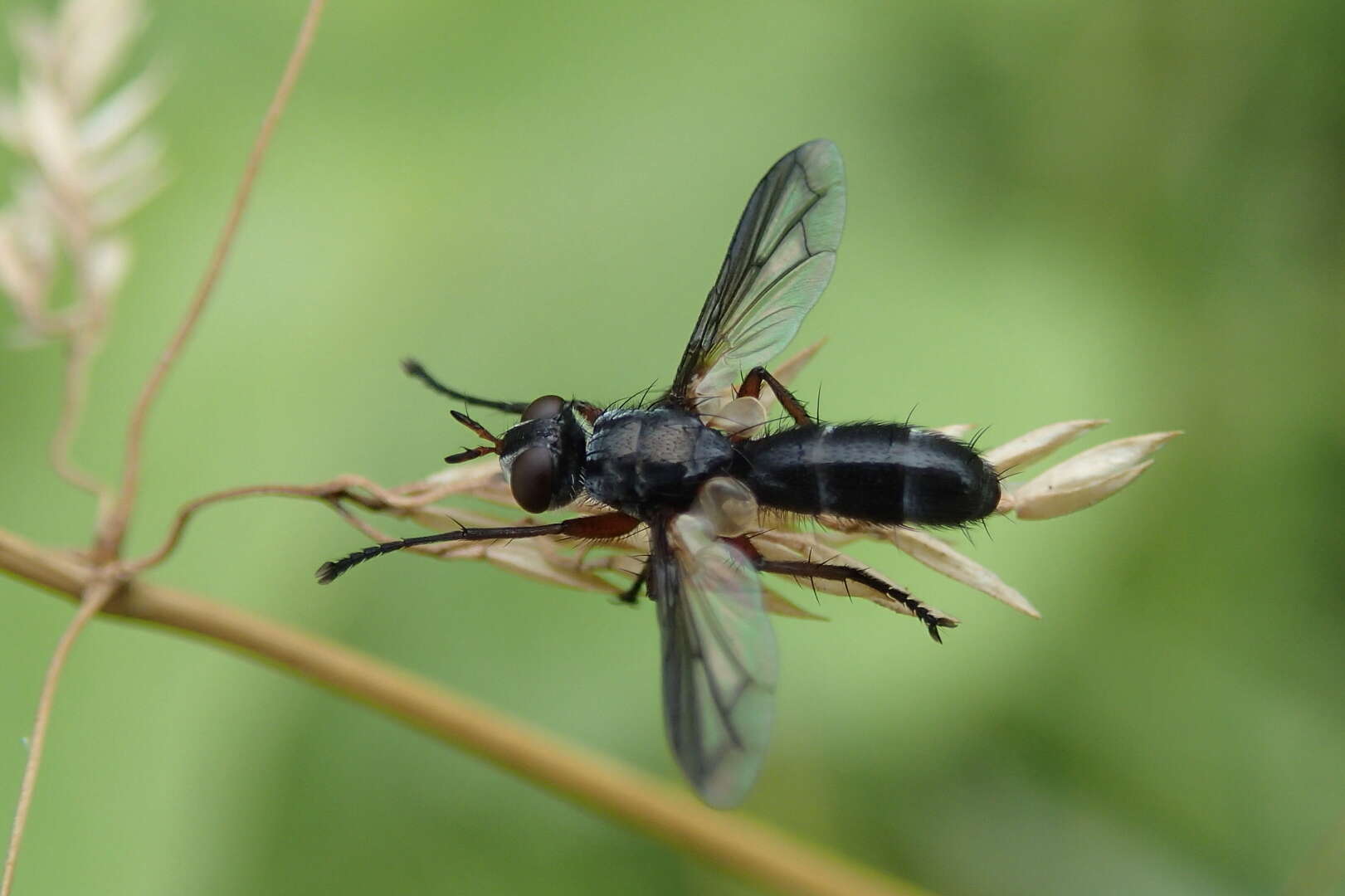 Image of Cylindromyia rufipes (Meigen 1824)