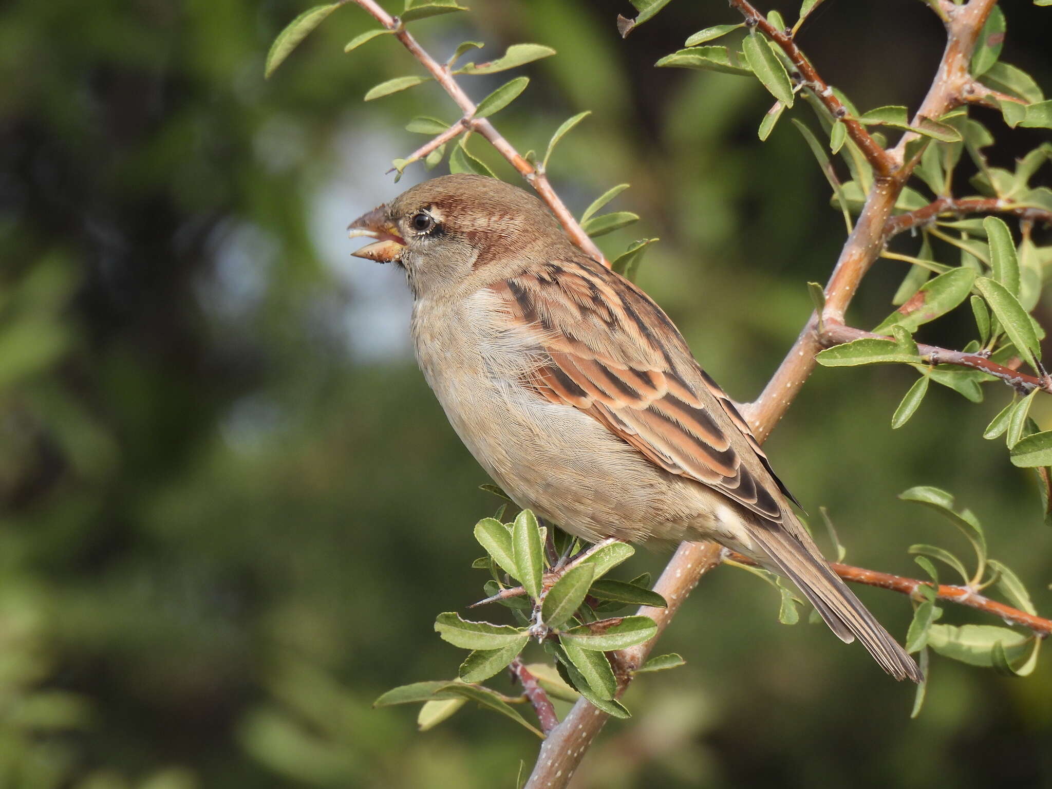 صورة Passer domesticus balearoibericus Jordans 1923