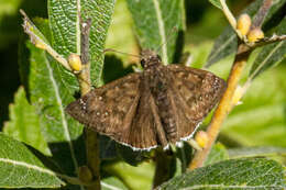 Image of Mournful Duskywing