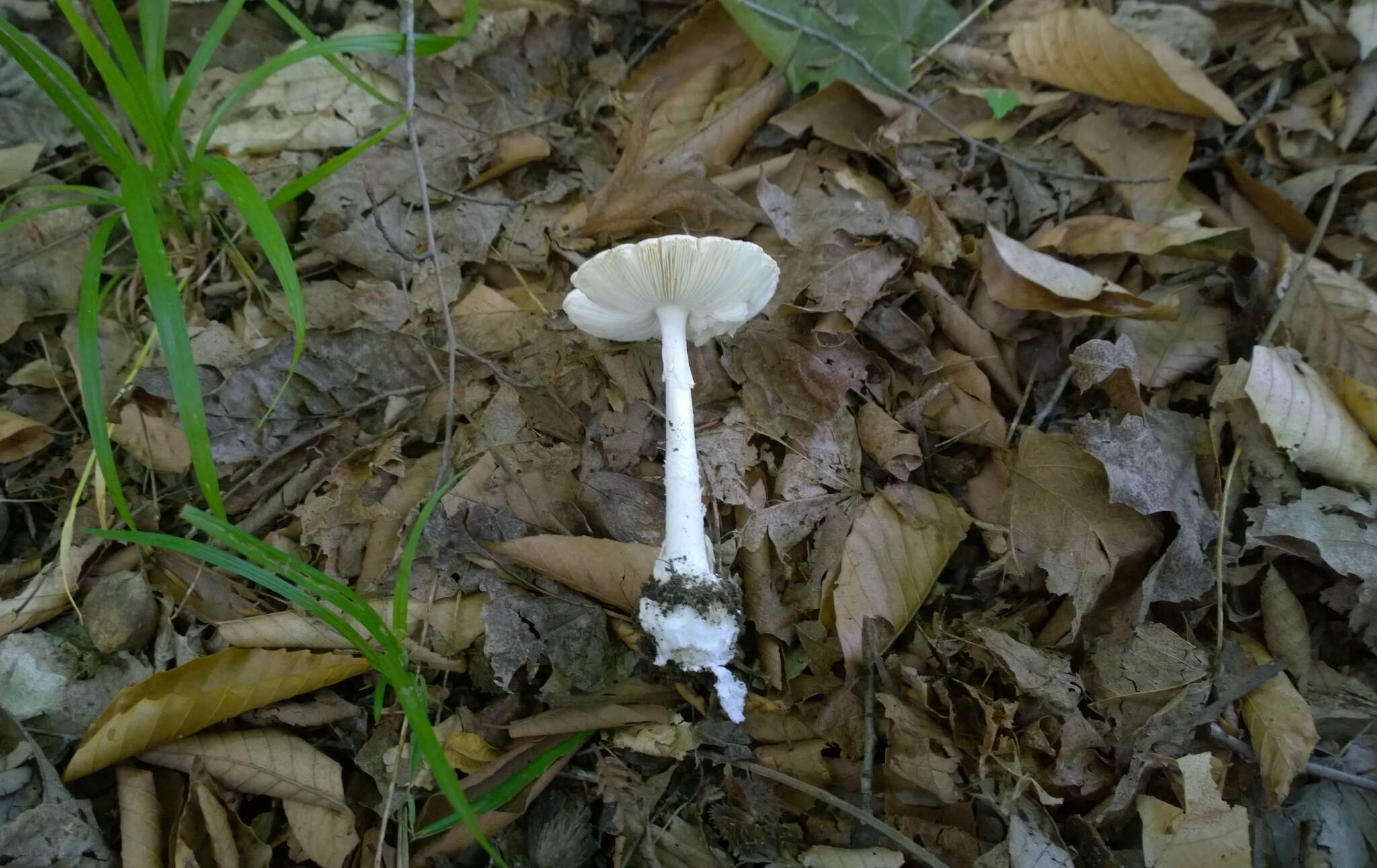 Image of Amanita bisporigera G. F. Atk. 1906