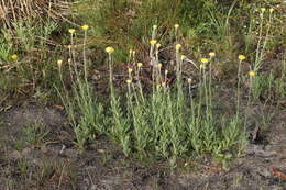 Plancia ëd Coronidium scorpioides (Labill.) Paul G. Wilson