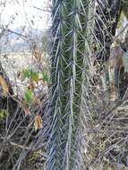 Image of Pachycereus hollianus (F. A. C. Weber) Buxb.