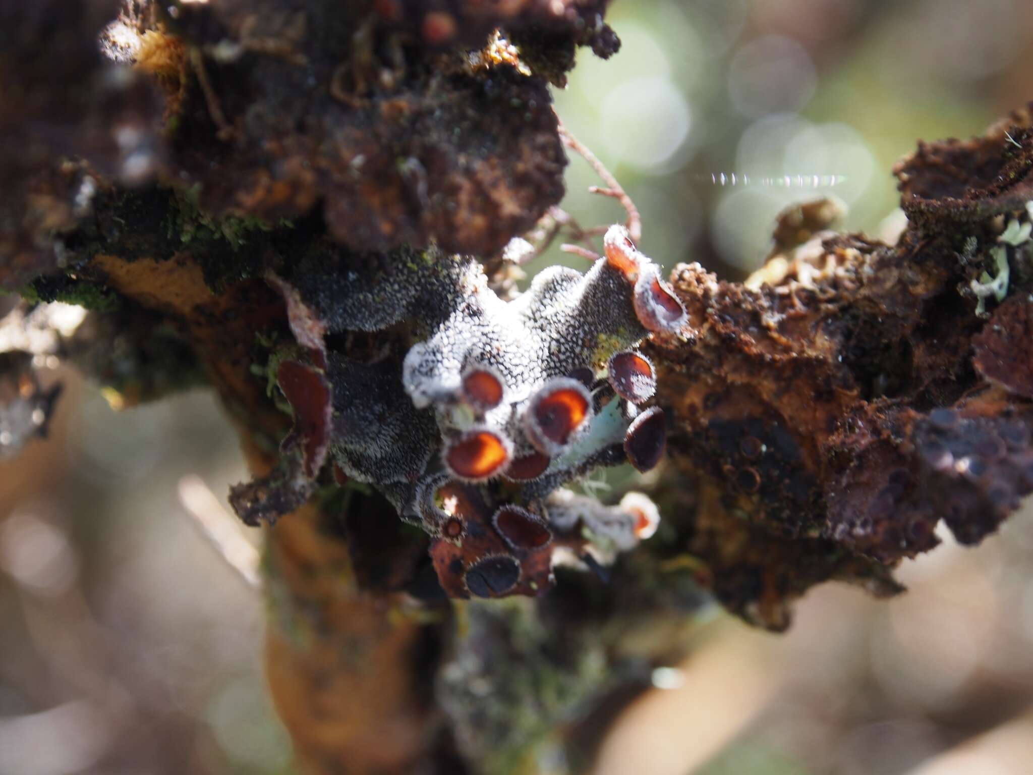 Image of Erioderma leylandii (Taylor) Müll. Arg.