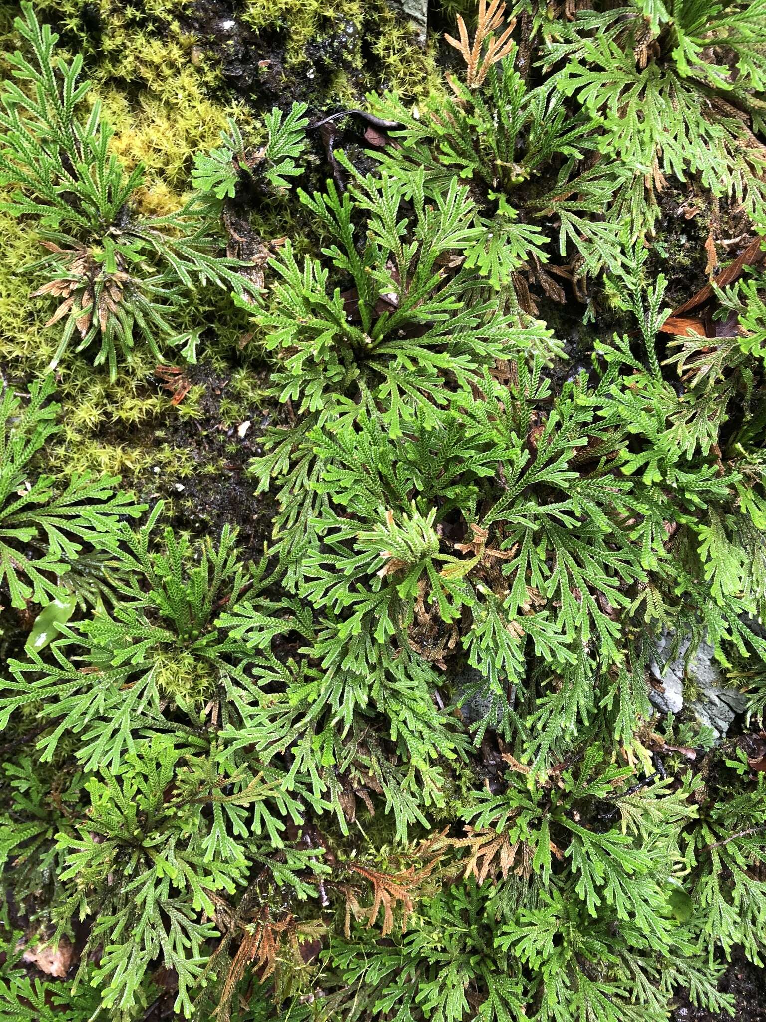 Selaginella tamariscina (Beauv.) Spring resmi