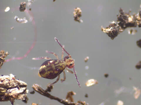 Image de Dicyrtomina saundersi (Lubbock & J 1862)