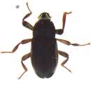 Image of Paramacronychus granulatus Nomura 1958