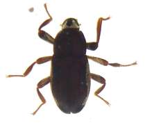 Image of Paramacronychus granulatus Nomura 1958