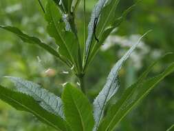 Image de Veronicastrum virginicum (L.) Farw.