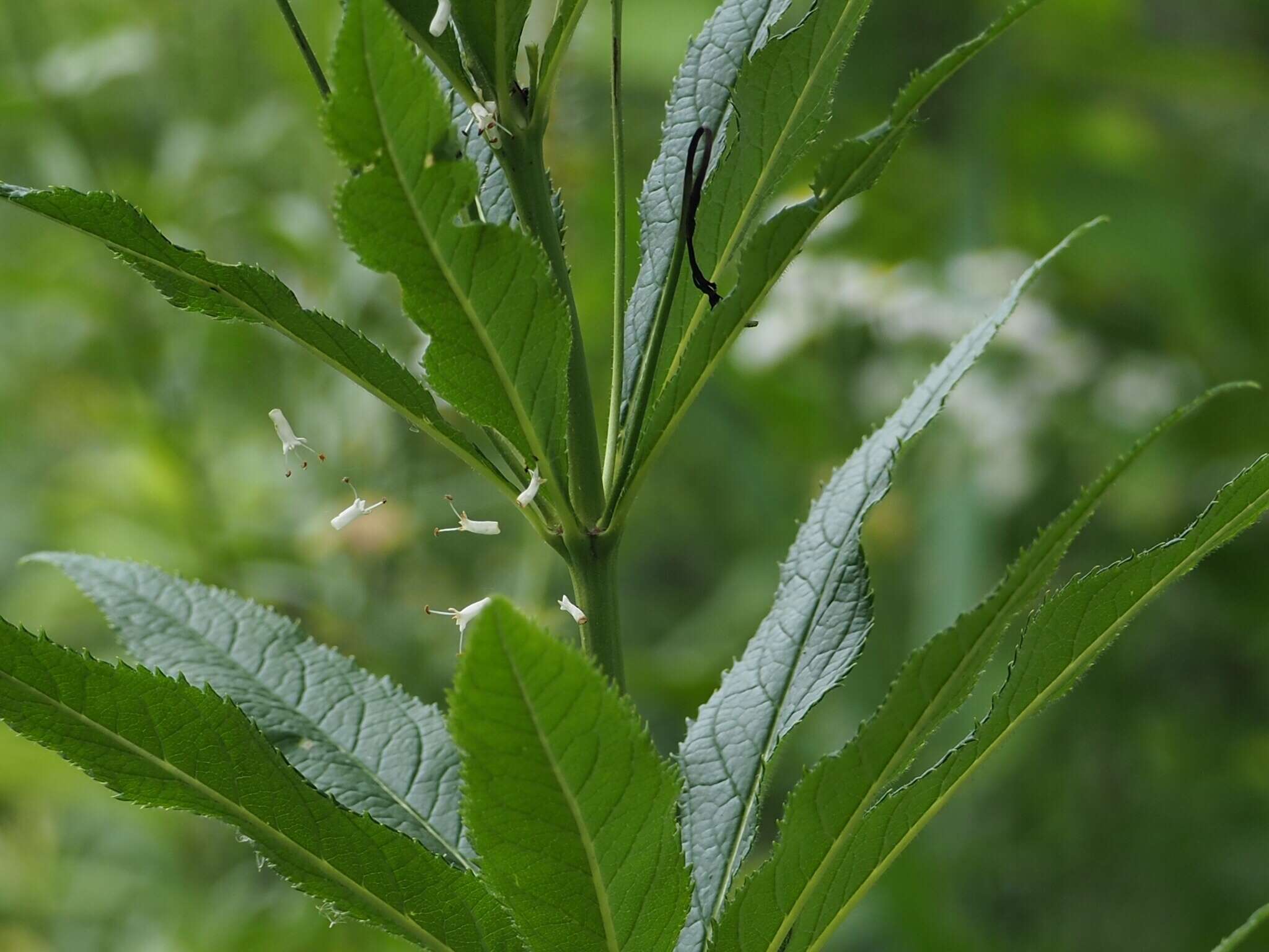 Image of Culver's root