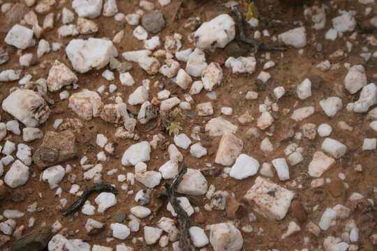 Image of Albuca unifolia (Retz.) J. C. Manning & Goldblatt