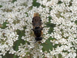 صورة Stratiomys longicornis (Scopoli 1763)