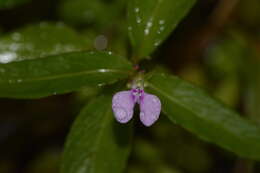 Image of Impatiens minor (DC.) S. S. R. Bennet