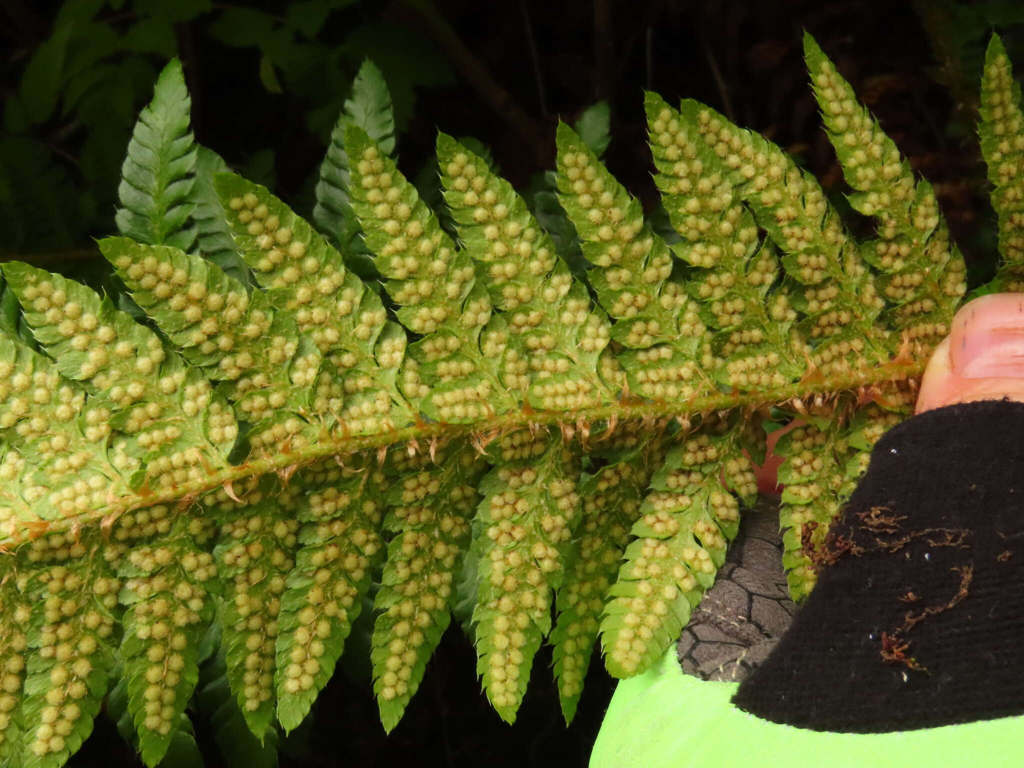 Image of Alaska hollyfern