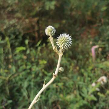 Image of Echinops grijsii Hance