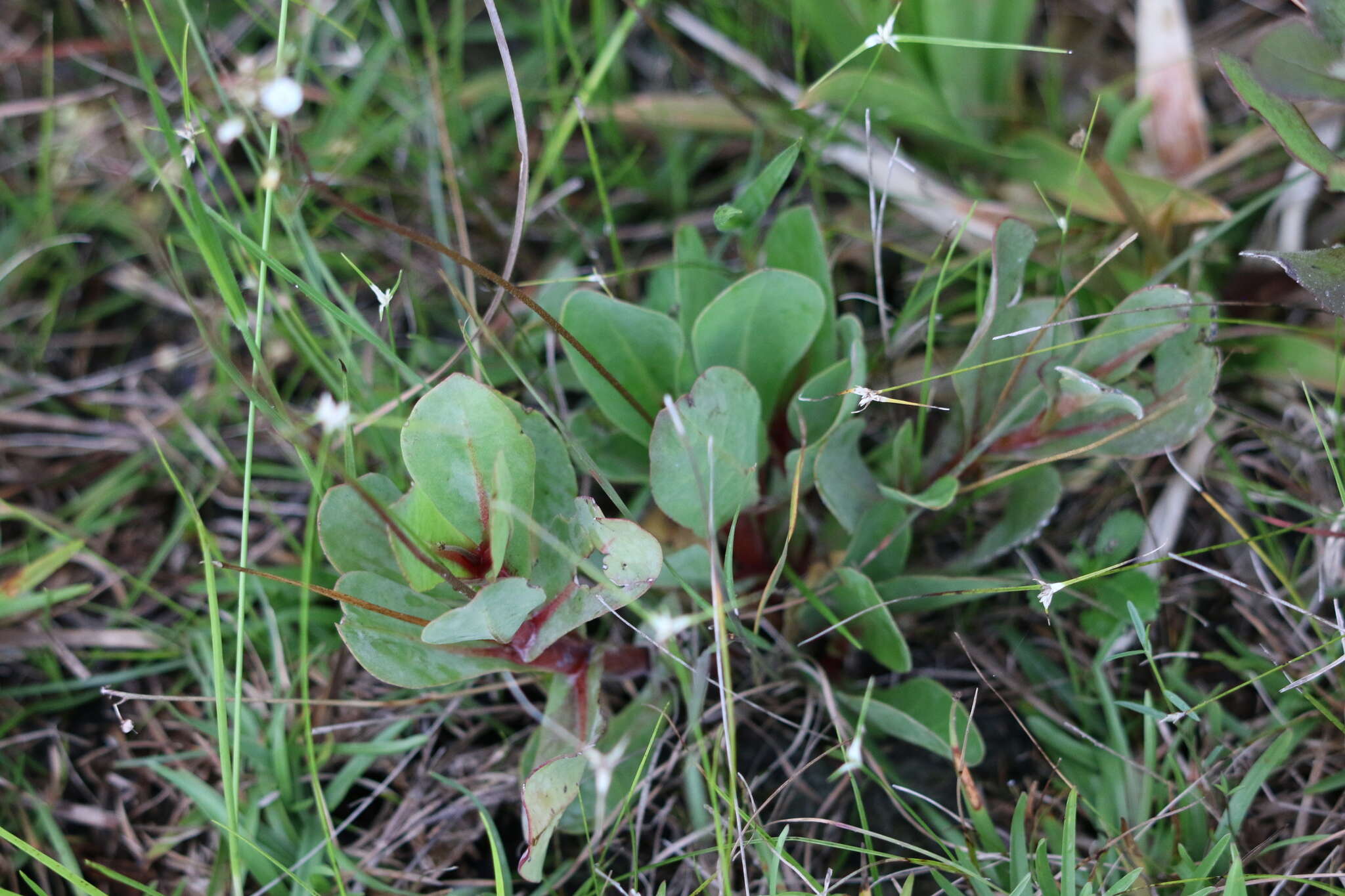 Image of limewater brookweed