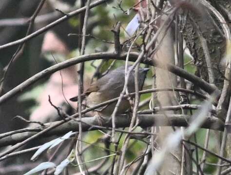 Image of Huet's Fulvetta