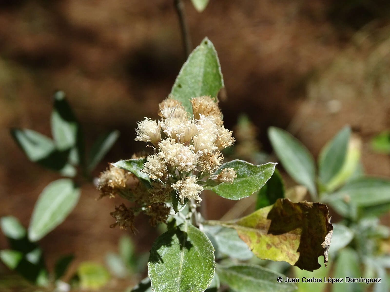 Image of Ageratina glabrata (Kunth) R. King & H. Rob.