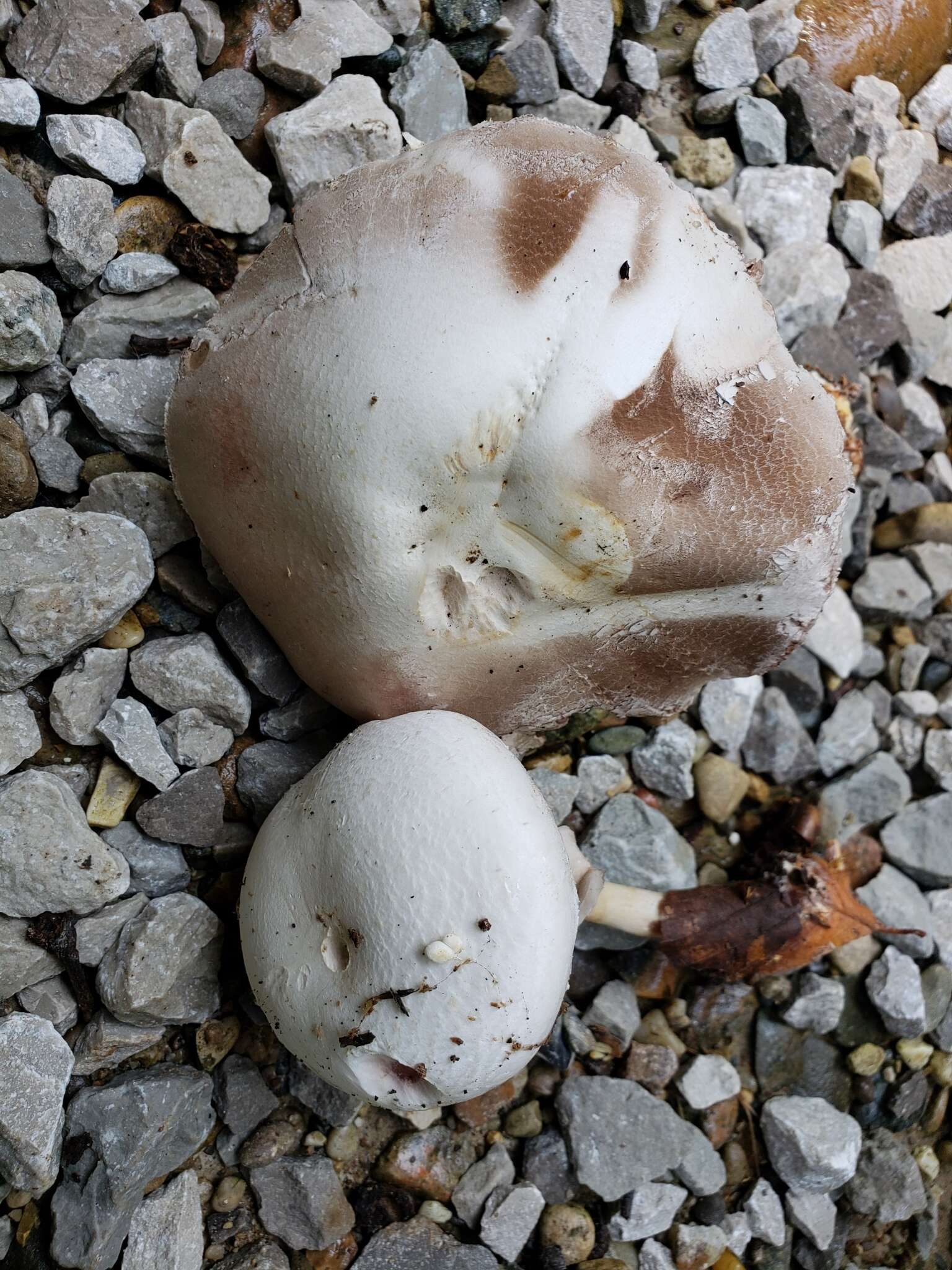 Image of Agaricus butyreburneus Kerrigan, Guinb. & Callac 2016