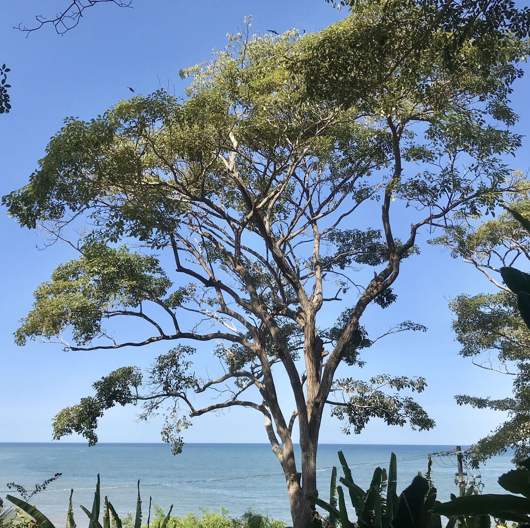 Image of Purple tabebuia