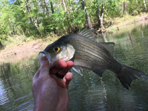 Image of White Bass