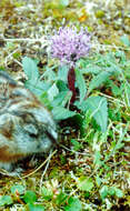 Image of Arctic Lemming