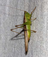 صورة Conocephalus (Anisoptera) maculatus (Le Guillou 1841)