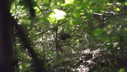 Turdus merula aterrimus (Madarász 1903) resmi