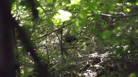 Turdus merula aterrimus (Madarász 1903) resmi