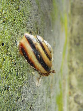 Image of <i>Euhadra subnimbosa</i> (Kobelt 1894)