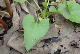 Image of Sand Violet