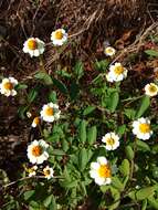 Imagem de Zinnia angustifolia var. littoralis (B. L. Rob. & Greenm.) B. L. Turner