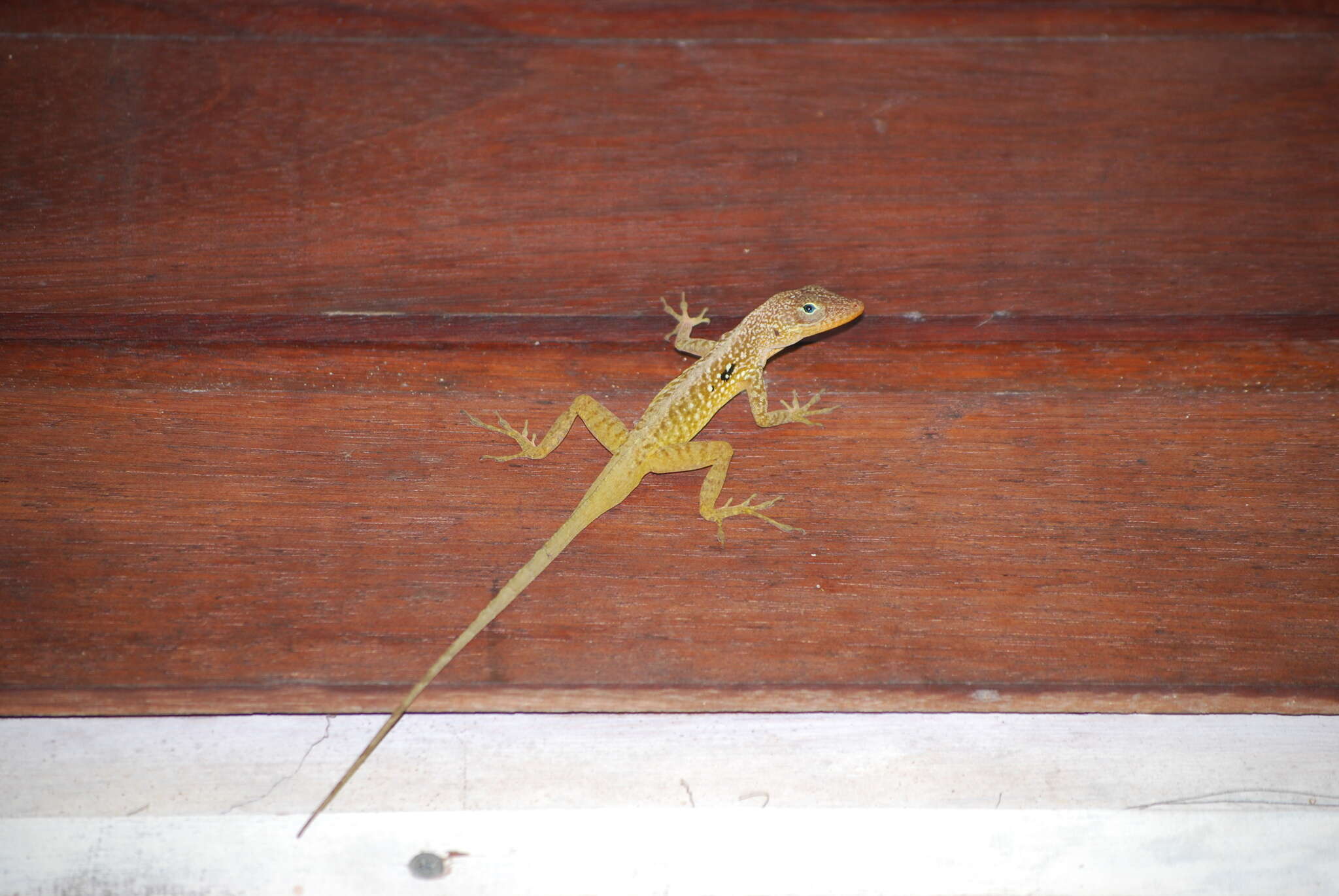 Image of Anolis oculatus cabritensis Lazell 1962