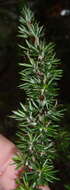 صورة Cliffortia stricta Weim.