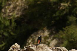 Image of White-capped Redstart