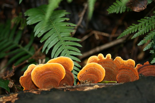Image of False turkeytail
