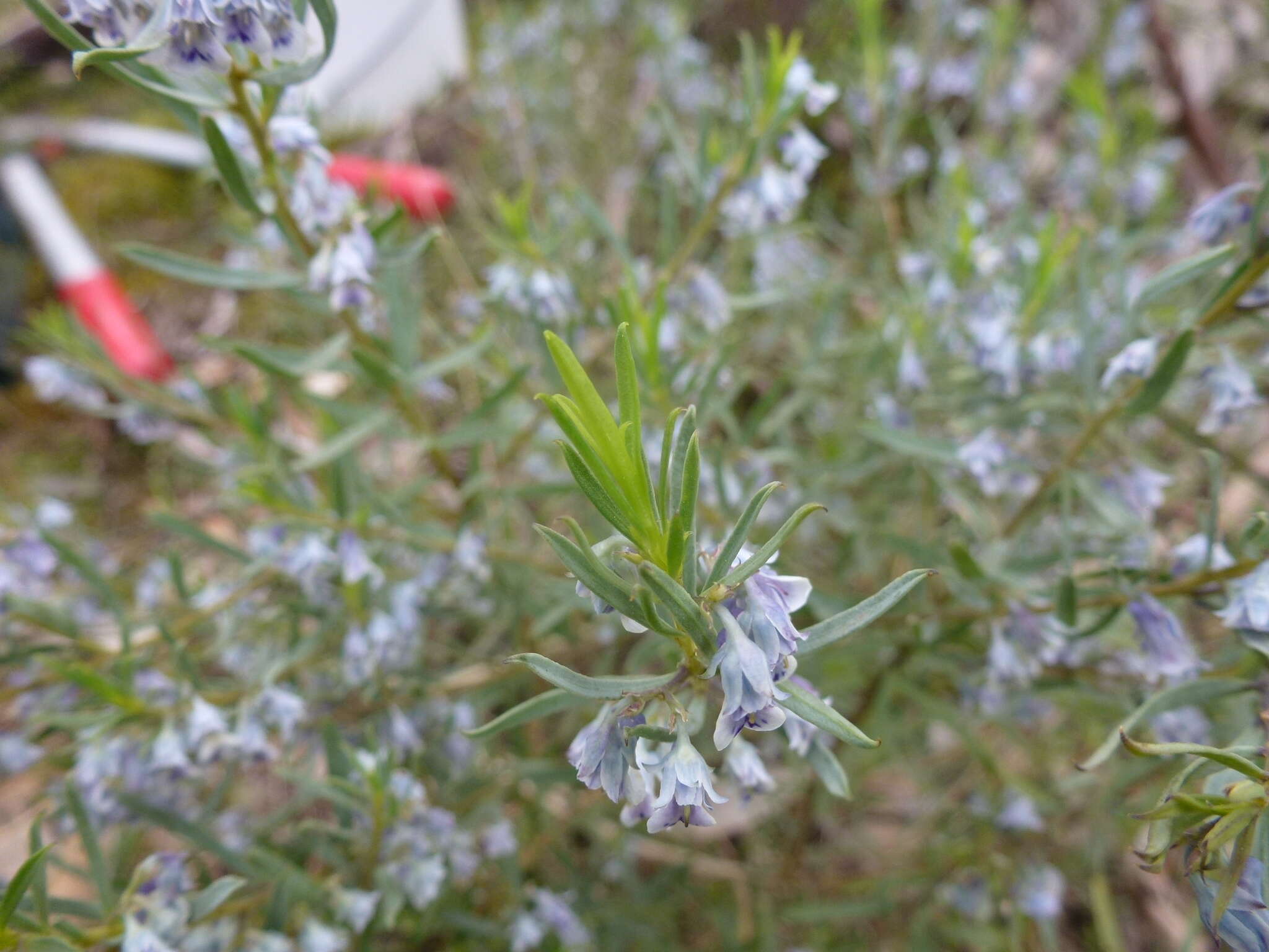 Image de Pigea floribunda (Lindl.) Lindl.