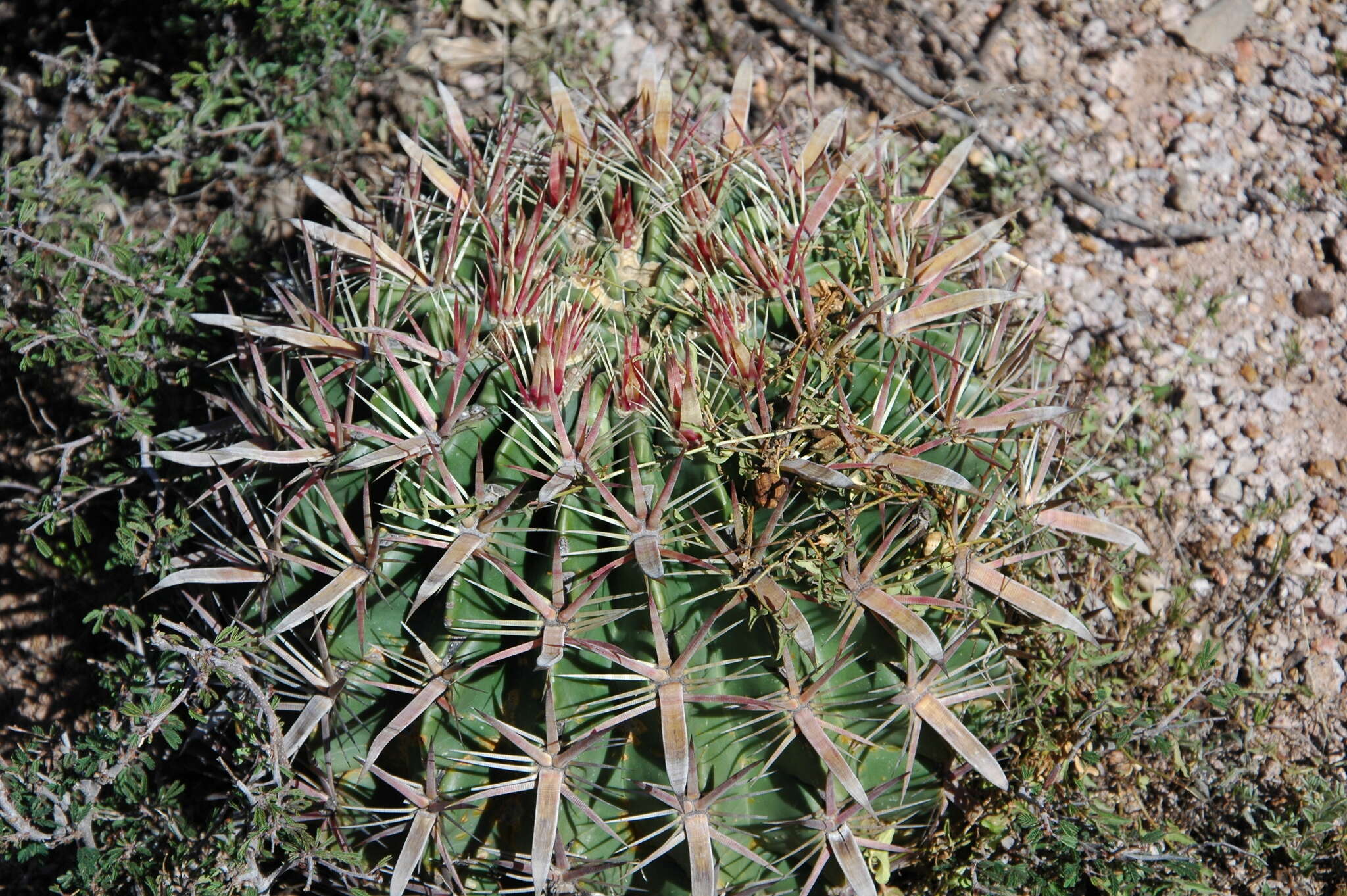 Image of Ferocactus latispinus (Haw.) Britton & Rose