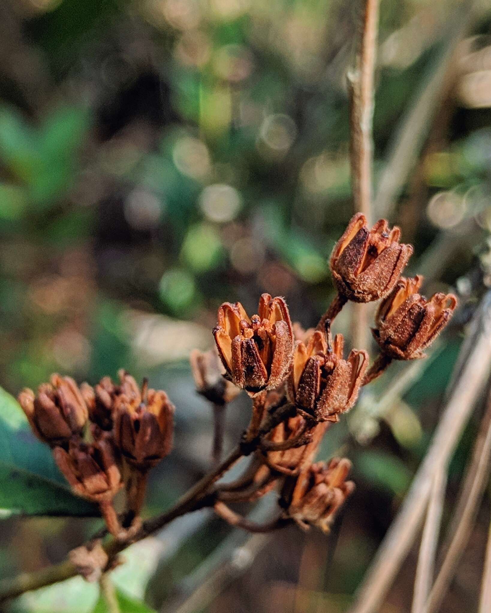 Image of coastal plain staggerbush