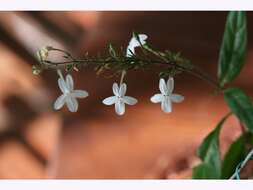 Image de Pseuderanthemum variabile (R. Br.) Radlk.